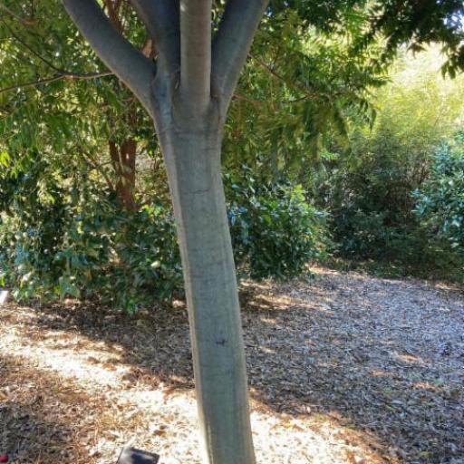 Jagera pseudorhus other