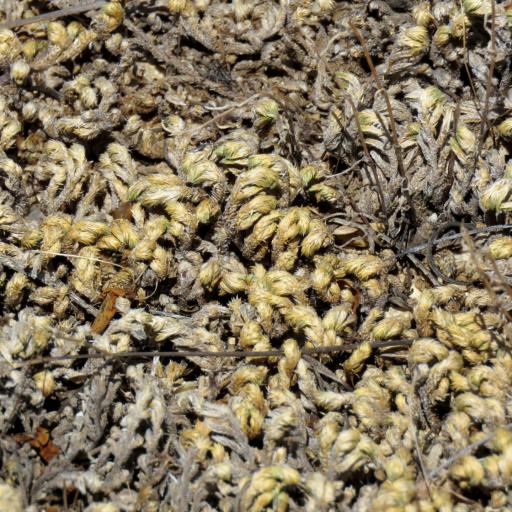 Selaginella arizonica