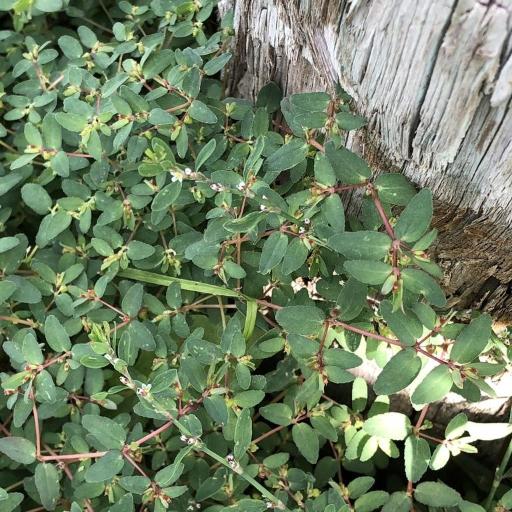 Euphorbia vermiculata other
