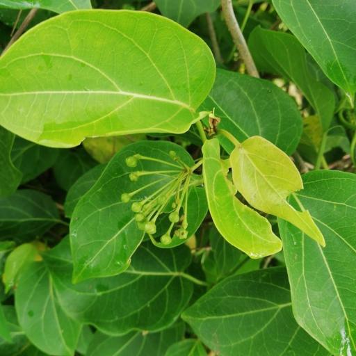 Wattakaka volubilis other