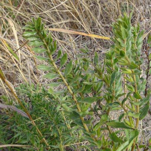 Lithospermum caroliniense other