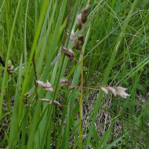 Anthoxanthum nitens — search result for 'Vanilla'