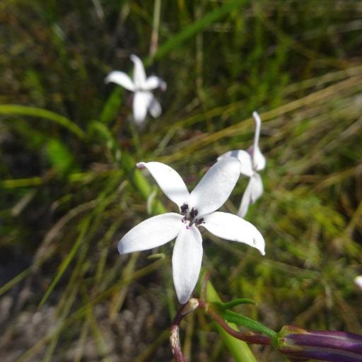 Cyphia volubilis other