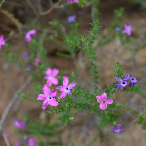 Linanthus californicus other