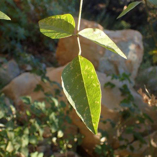 Hoita macrostachya other