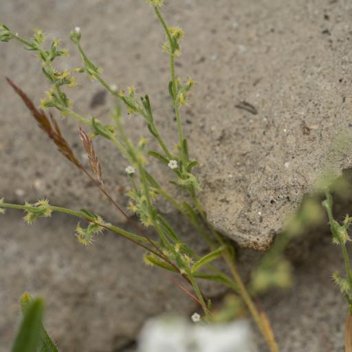 Pectocarya recurvata other