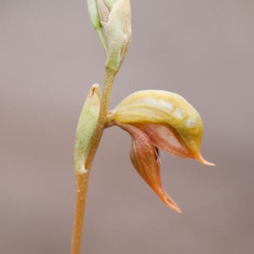 Pterostylis squamata — houseplant care guide