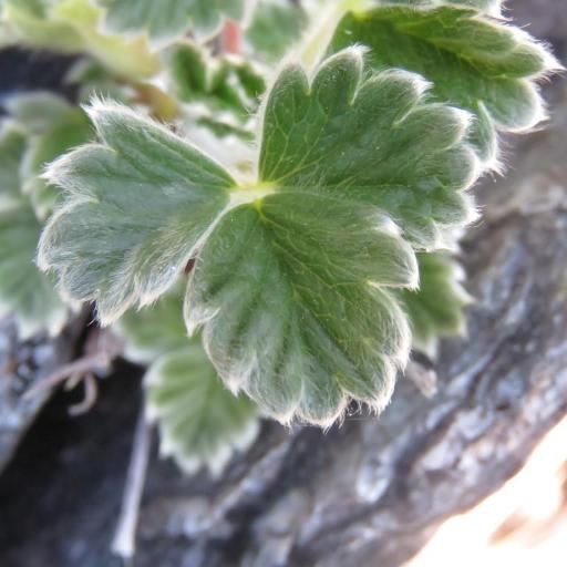 Potentilla villosa other
