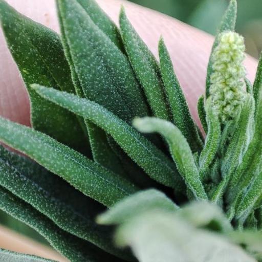 Axyris amaranthoides other