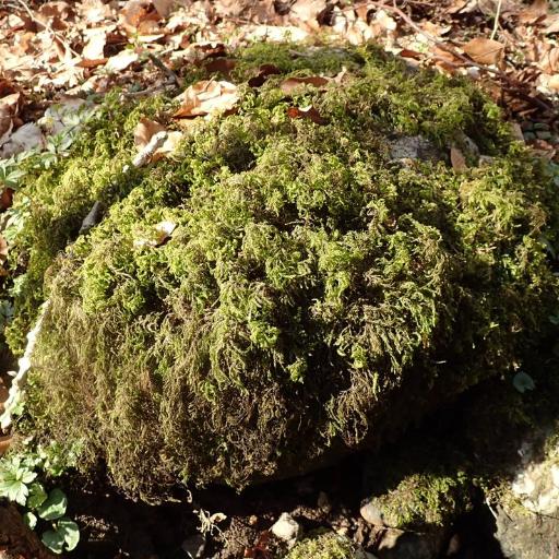 Thamnobryum alopecurum other