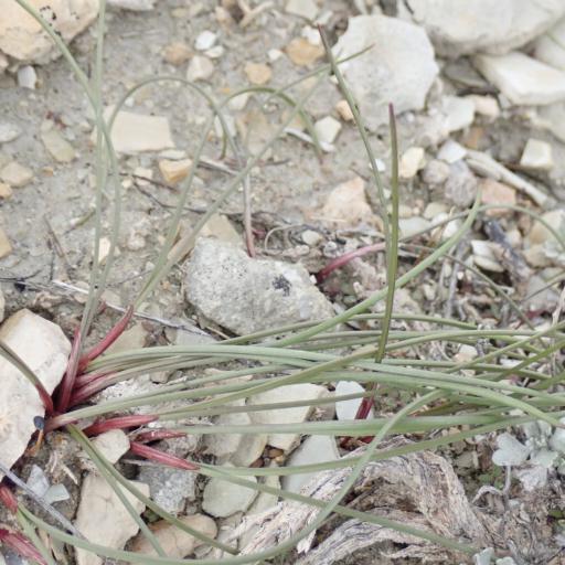 Allium textile other