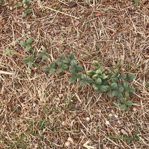 Macroptilium gibbosifolium other
