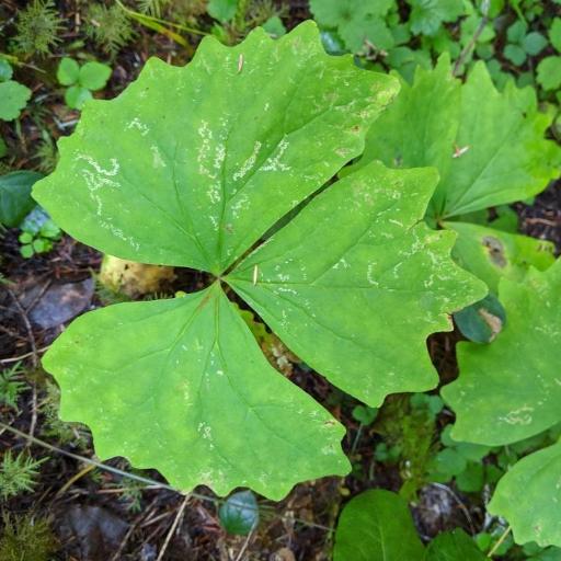 Achlys californica — related species from the same genus