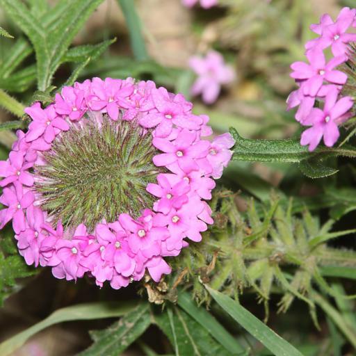 Verbena gooddingii — houseplant care guide