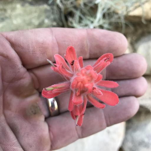 Castilleja lanata other