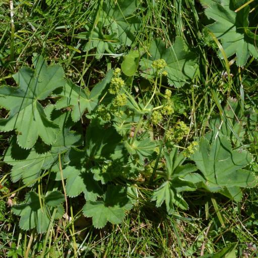 Alchemilla vulgaris other