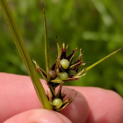 Scleria triglomerata other