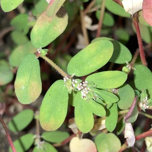 Euphorbia humistrata — search result for 'Midwestern'