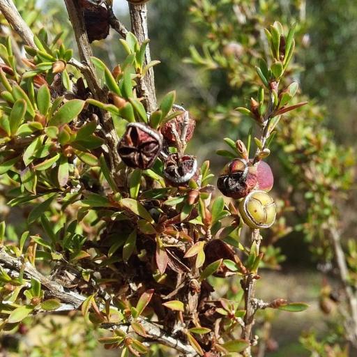 Leptospermum myrsinoides other