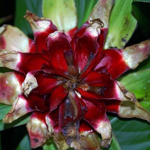 Costus erythrophyllus other