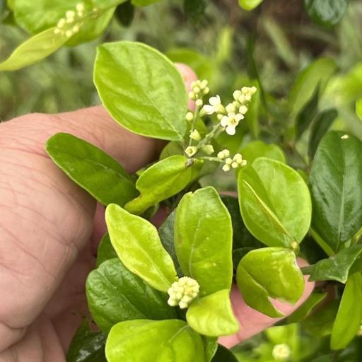 Citharexylum berlandieri other
