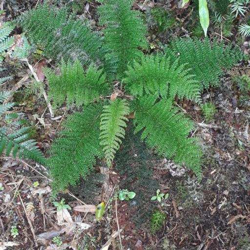 Leptopteris superba other