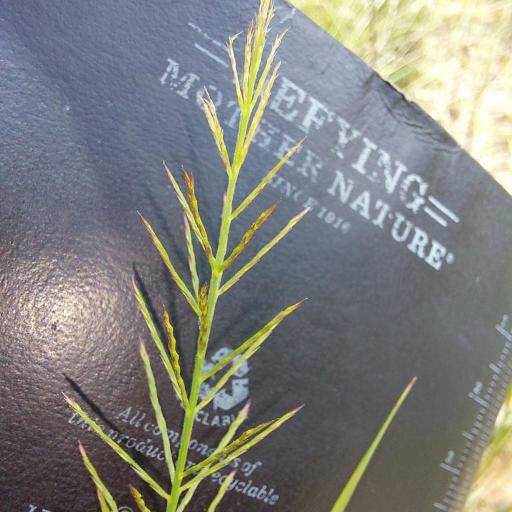 Pogonarthria squarrosa other