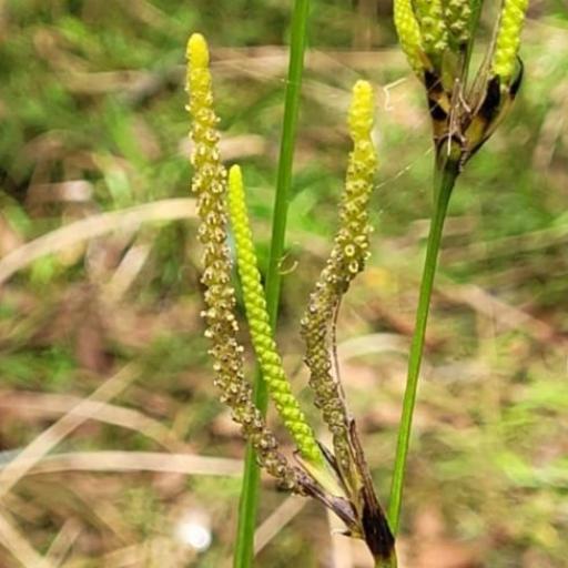 Gymnostachys anceps — houseplant care guide