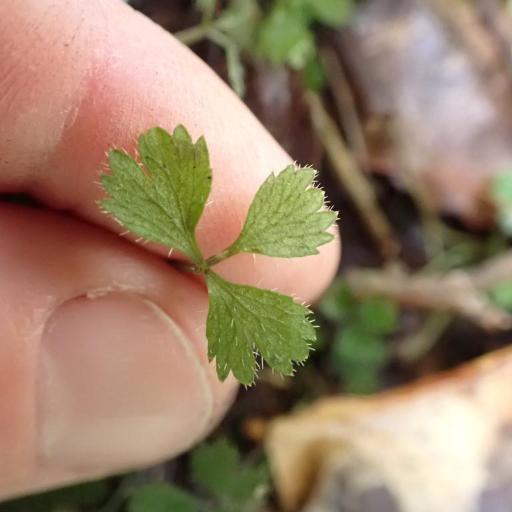 Azorella hookeri other