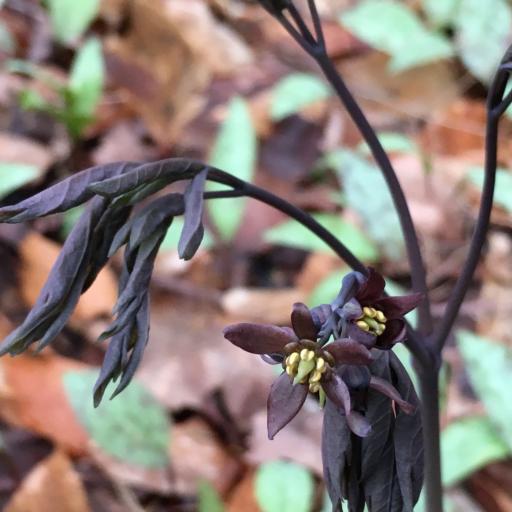 Caulophyllum giganteum — related species from the same genus