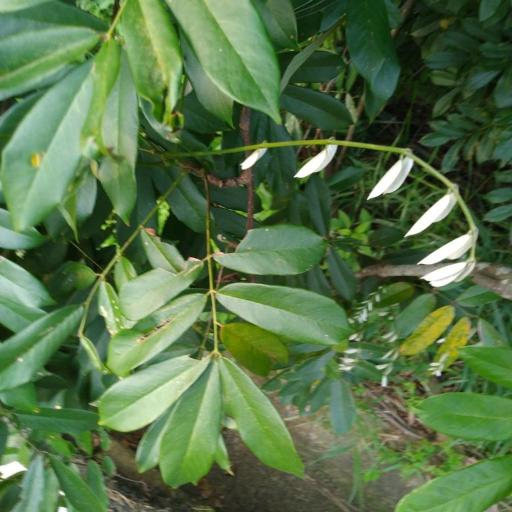 Millettia pachycarpa — houseplant care guide