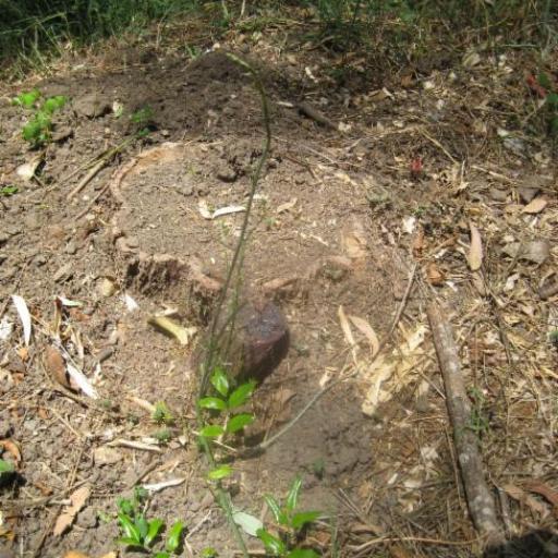 Austrocallerya megasperma other