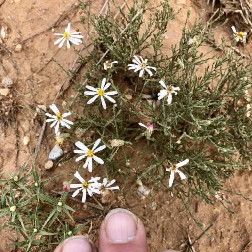 Chaetopappa ericoides other