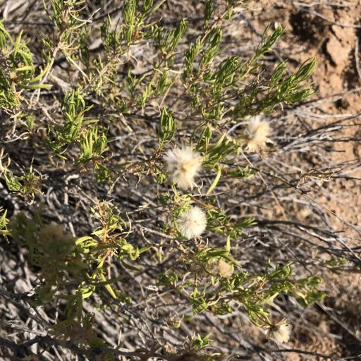 Ericameria linearifolia other