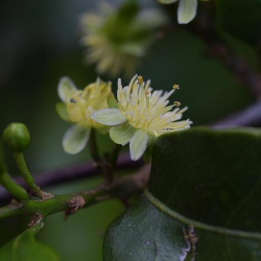 Passiflora tetrandra other