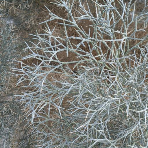 Psorothamnus spinosus — houseplant care guide