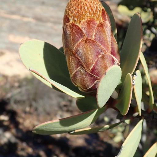 Protea glabra other