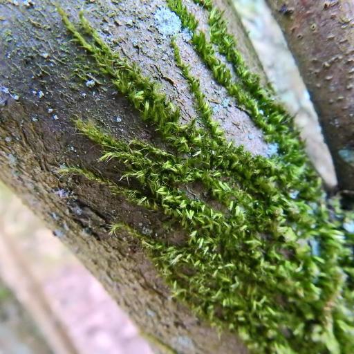 Homalothecium sericeum other