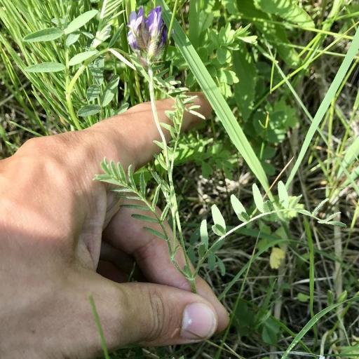 Astragalus agrestis — related species from the same genus