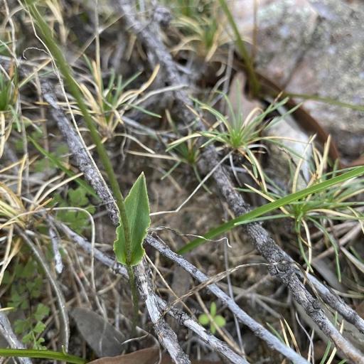 Eriochilus dilatatus — related species from the same genus
