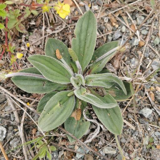 Plantago camtschatica other