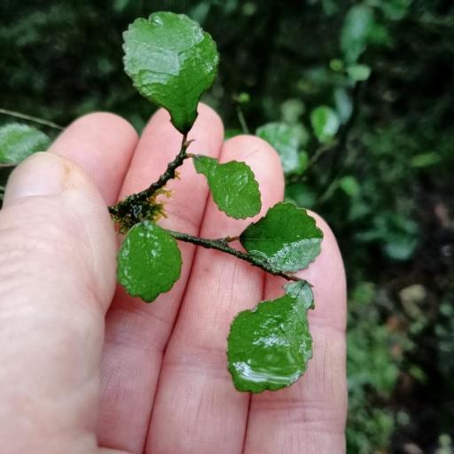 Paratrophis microphylla other
