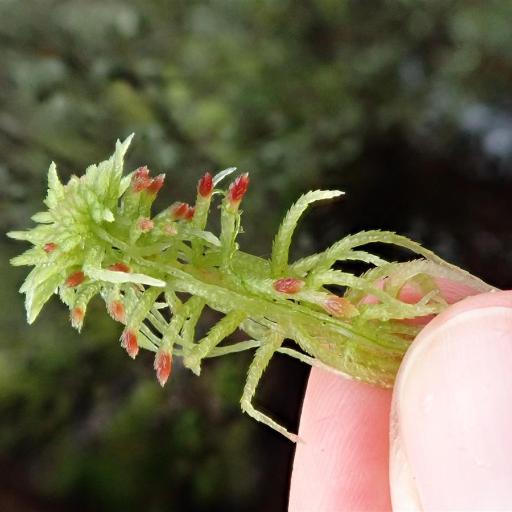 Sphagnum russowii other