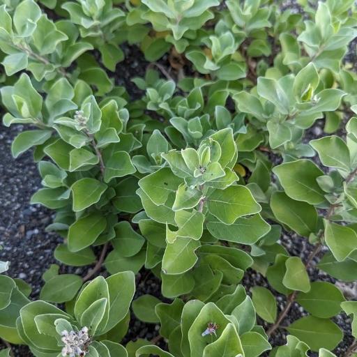 Vitex rotundifolia — search result for 'South Korea'