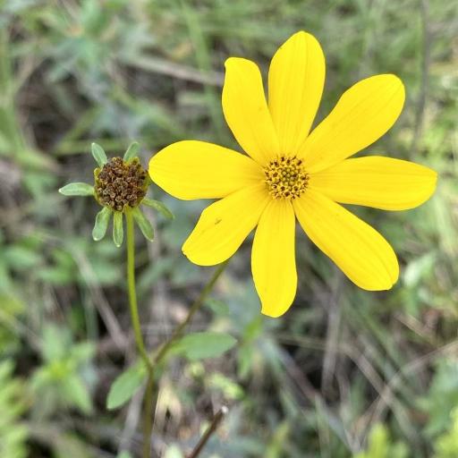Bidens mitis — search result for 'Perennial or annual herb'