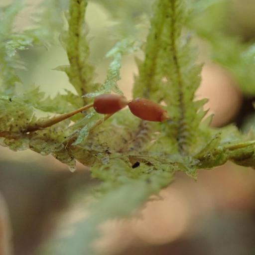 Neckera douglasii — related species from the same genus