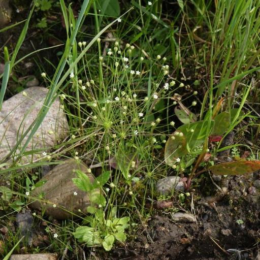 Androsace filiformis — houseplant care guide