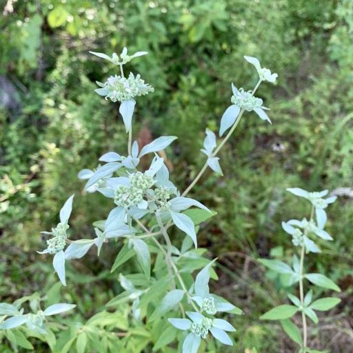 Pycnanthemum albescens other