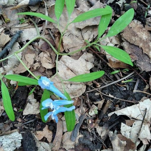 Corydalis ambigua other