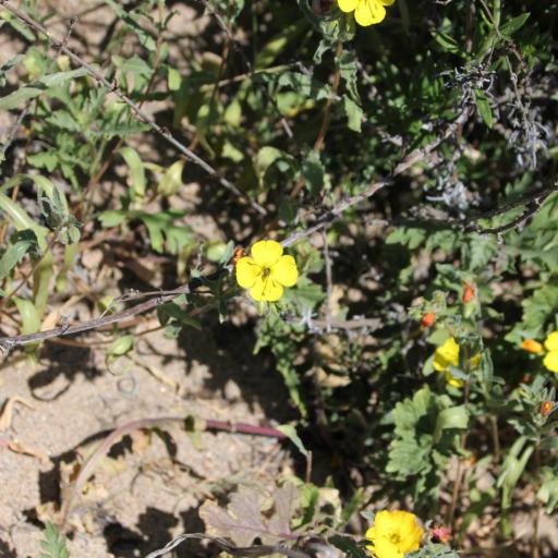 Camissoniopsis bistorta other